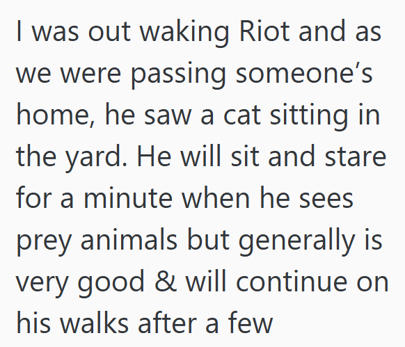 I was out waking Riot and as we were passing someone's home, he saw a cat sitting in the yard. He will sit and stare for a minute when he sees prey animals but generally is very good & will continue on his walks after a few