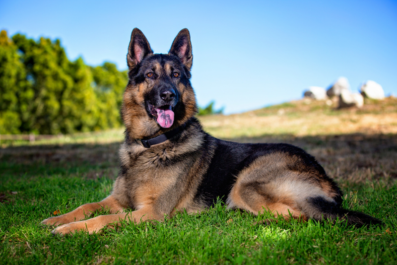 A German Shepherd is lying on the grass in the park, head perked up while looking at something off-frame, depicted by a model dog.