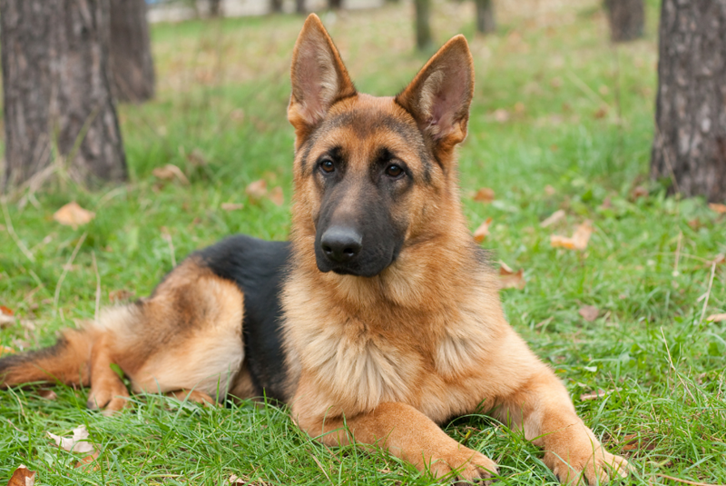 Model German Shepherd dog lying on the grass between trees, looking directly at the camera.
