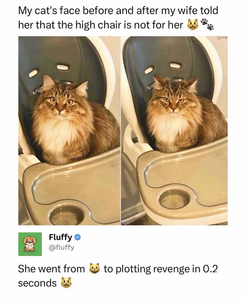 My cat's face before and after my wife told her that the high chair is not for her " Fluffy @fluffy She went from to plotting revenge in 0.2. seconds