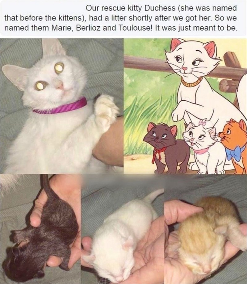 Our rescue kitty Duchess (she was named that before the kittens), had a litter shortly after we got her. So we named them Marie, Berlioz and Toulouse! It was just meant to be.