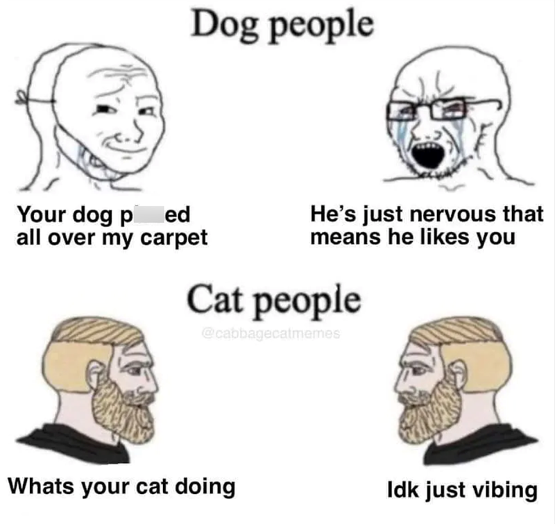 Dog people Your dog ped all over my carpet He's just nervous that means he likes you Cat people @cabbagecatmemes Whats your cat doing Idk just vibing