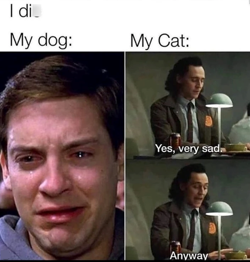 I di My dog: My Cat: Yes, very sad. Anyway 1037