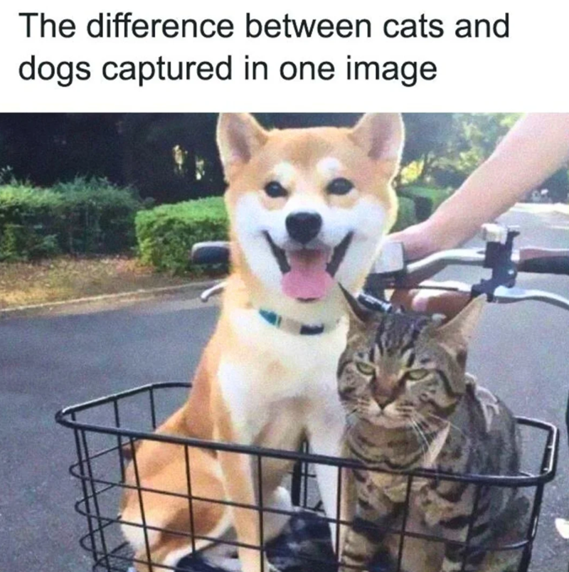 The difference between cats and dogs captured in one image