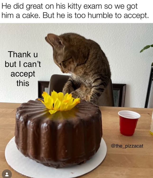 He did great on his kitty exam so we got him a cake. But he is too humble to accept. Thank u but I can't accept this @the_pizzacat