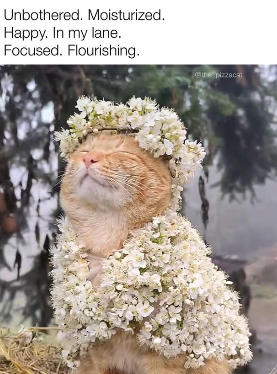 Unbothered. Moisturized. Happy. In my lane. Focused. Flourishing. @the_pizzacat