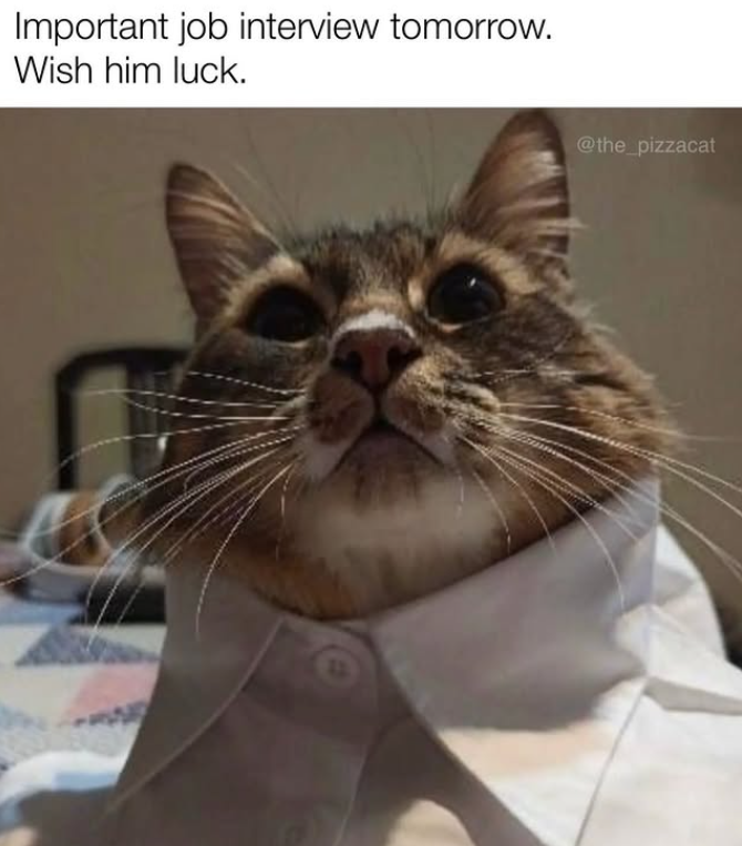 Important job interview tomorrow. Wish him luck. 12 @the_pizzacat