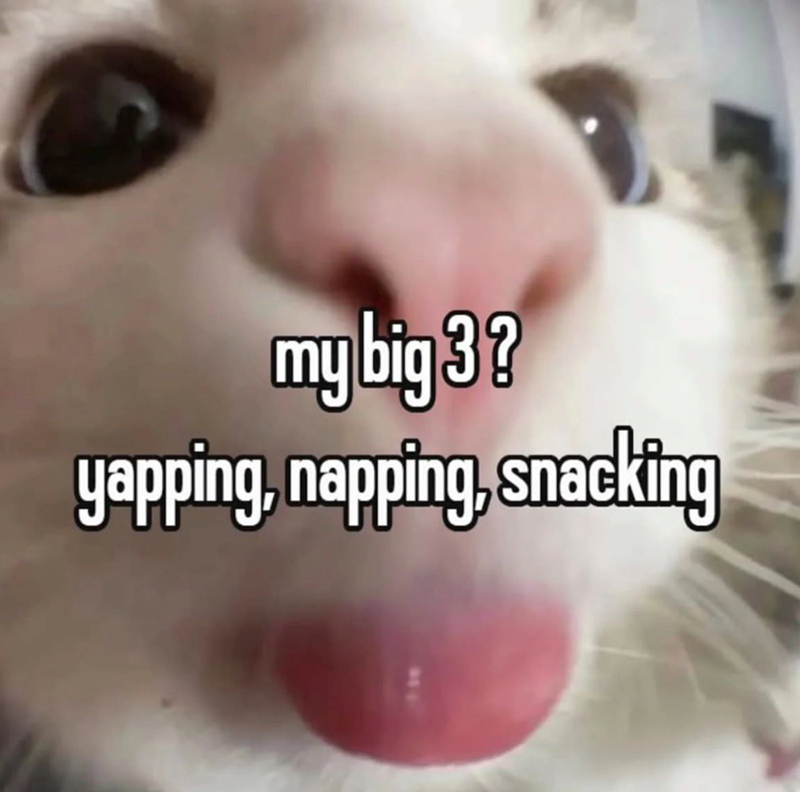 my big 3? yapping, napping, snacking