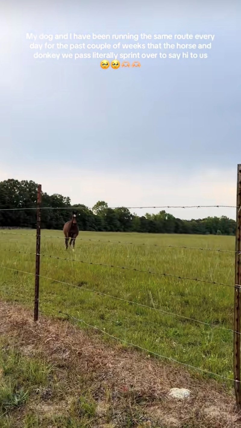 My dog and I have been running the same route every day for the past couple of weeks that the horse and donkey we pass literally sprint over to say hi to us