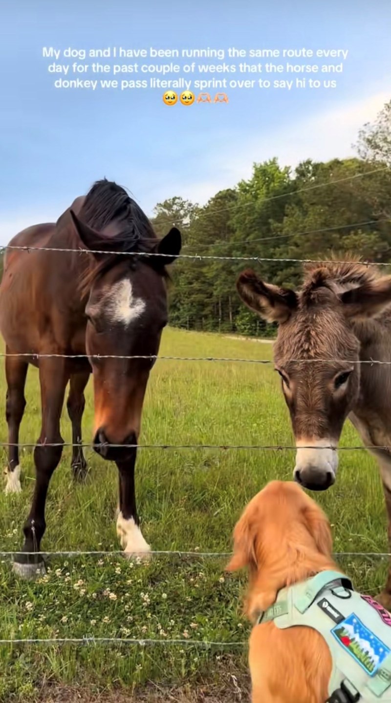 My dog and I have been running the same route every day for the past couple of weeks that the horse and donkey we pass literally sprint over to say hi to us