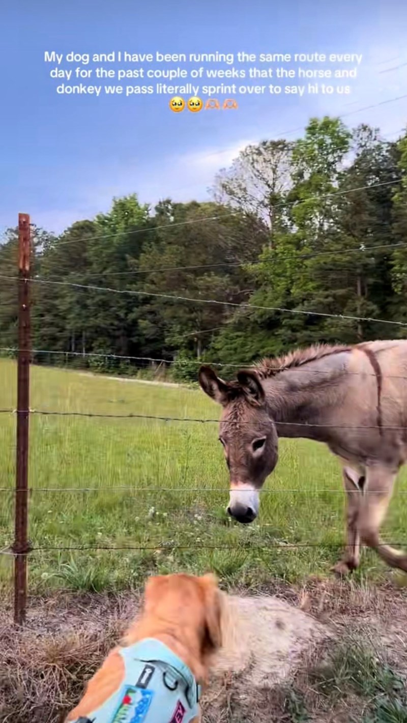 My dog and I have been running the same route every day for the past couple of weeks that the horse and donkey we pass literally sprint over to say hi to us