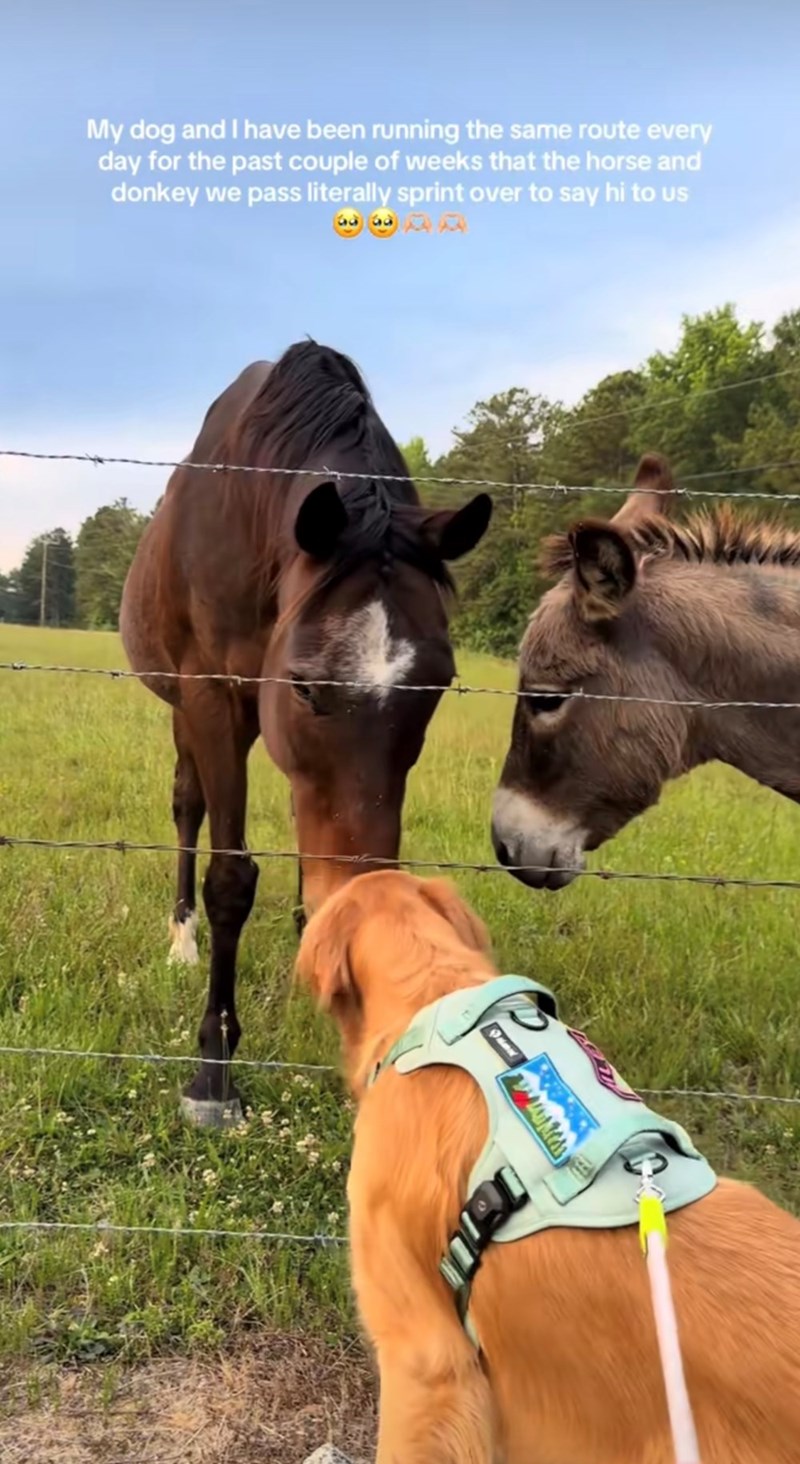 My dog and I have been running the same route every day for the past couple of weeks that the horse and donkey we pass literally sprint over to say hi to us