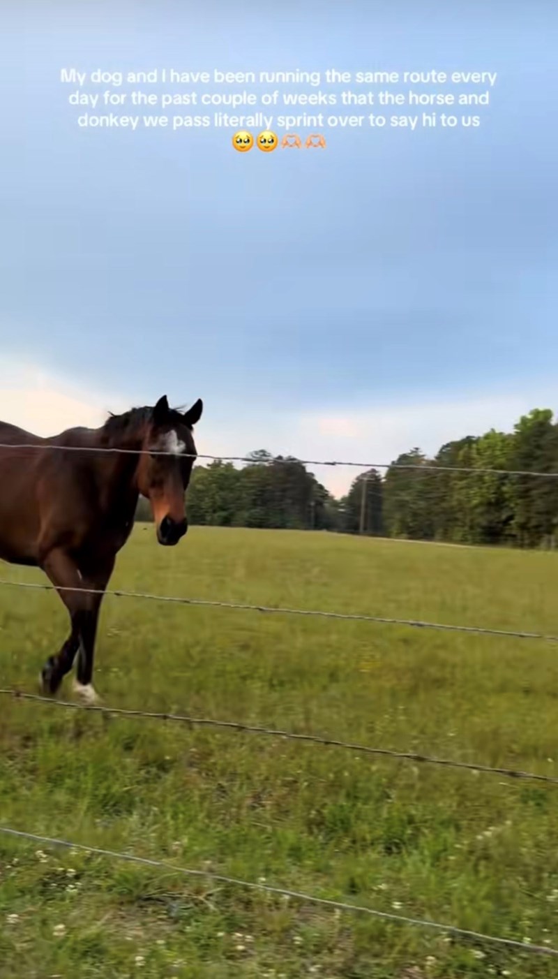 My dog and I have been running the same route every day for the past couple of weeks that the horse and donkey we pass literally sprint over to say hi to us