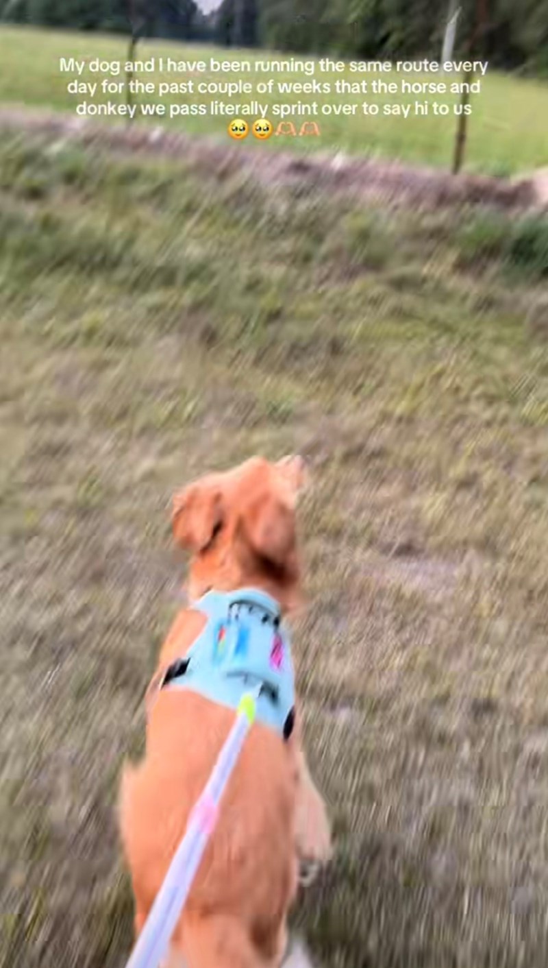 My dog and I have been running the same route every day for the past couple of weeks that the horse and donkey we pass literally sprint over to say hi to us