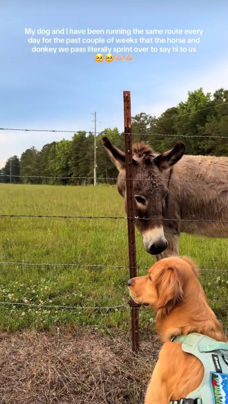 My dog and I have been running the same route every day for the past couple of weeks that the horse and donkey we pass literally sprint over to say hi to us www.kt