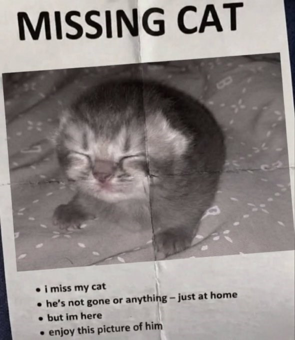 MISSING CAT i miss my cat • he's not gone or anything - just at home .but im here • enjoy this picture of him