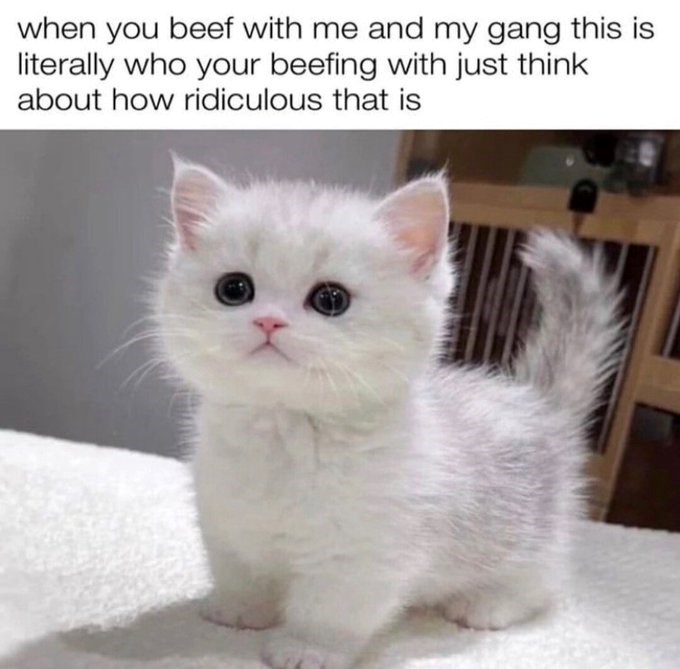 when you beef with me and my gang this is literally who your beefing with just think about how ridiculous that is