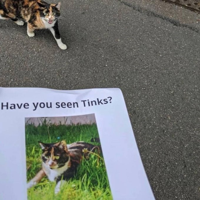 Have you seen Tinks? 834