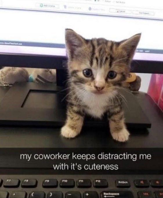 my coworker keeps distracting me with it's cuteness F10 Backspace Prisen 100