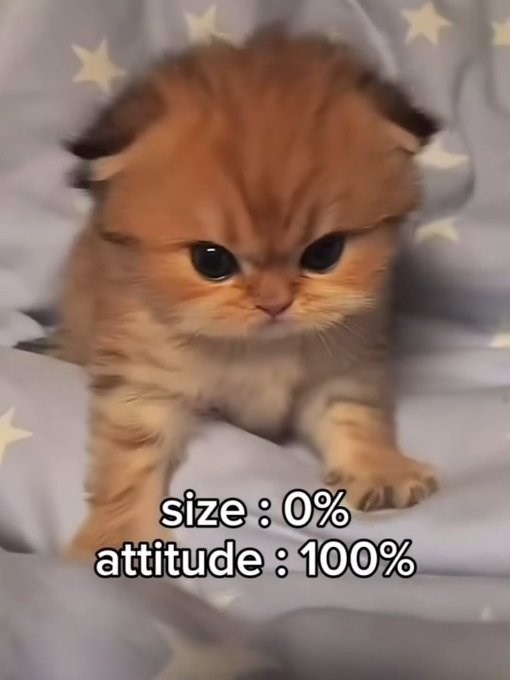 size: 0% attitude: 100%