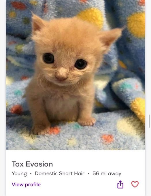 Tax Evasion Young Domestic Short Hair View profile • 56 mi away