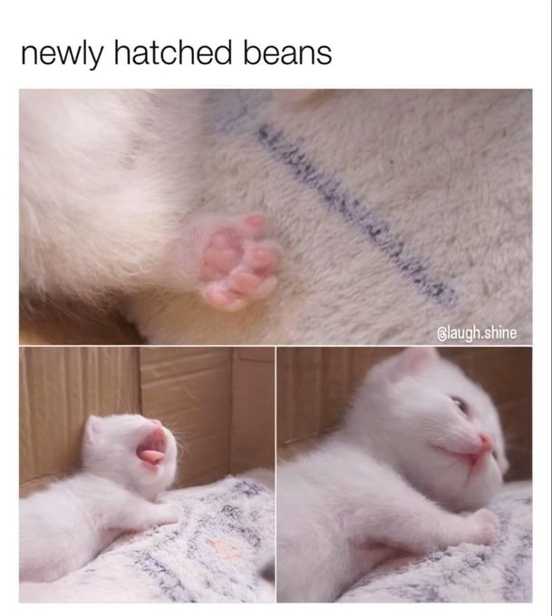 newly hatched beans Blaugh.shine