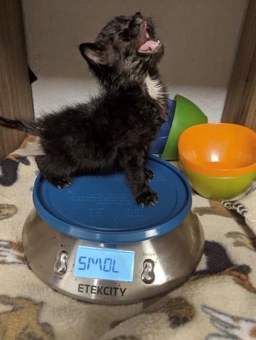 SMOL ETEKCITY ON/OFF