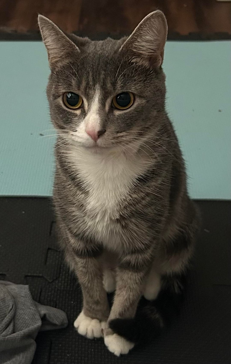 Cheezburger Image 10637980160