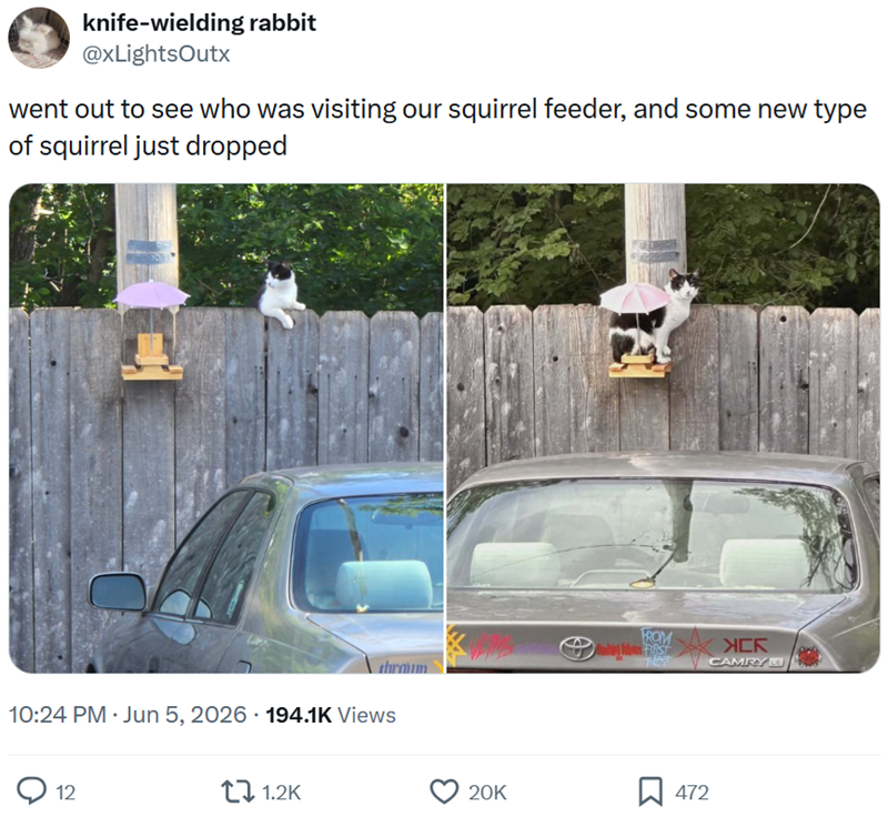 knife-wielding rabbit @xLightsOutx went out to see who was visiting our squirrel feeder, and some new type of squirrel just dropped FROM XCR CAMRY LE throum 10:24 PM ⚫ Jun 5, 2026 194.1K Views 12 1.2K 20K ☐ 472