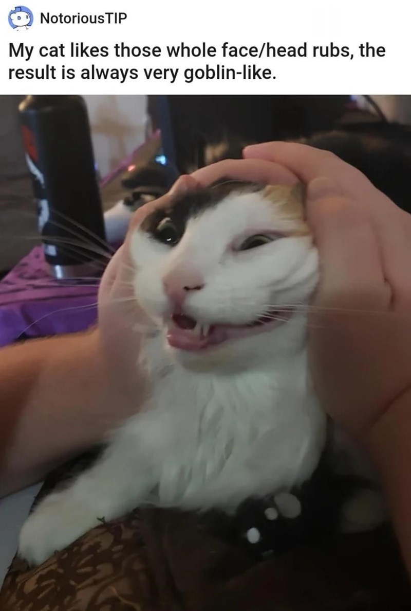 NotoriousTIP My cat likes those whole face/head rubs, the result is always very goblin-like.