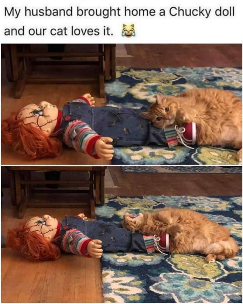 My husband brought home a Chucky doll and our cat loves it. CAR