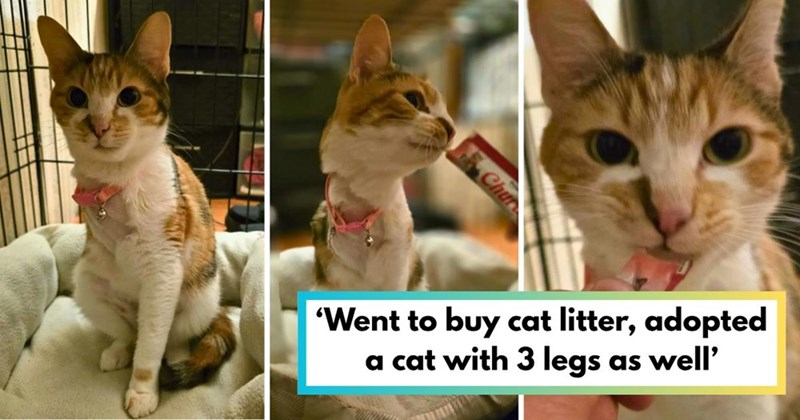 Chur 'Went to buy cat litter, adopted a cat with 3 legs as well'