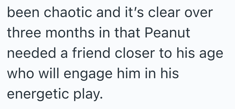 been chaotic and it's clear over three months in that Peanut needed a friend closer to his age who will engage him in his energetic play.