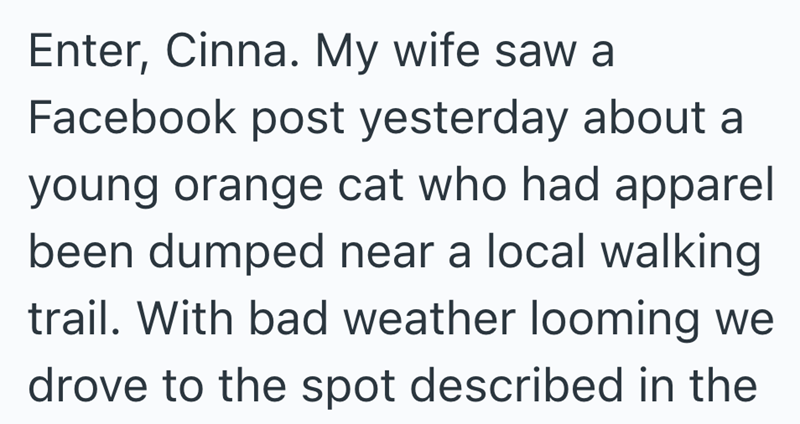 Enter, Cinna. My wife saw a Facebook post yesterday about a young orange cat who had apparel been dumped near a local walking trail. With bad weather looming we drove to the spot described in the