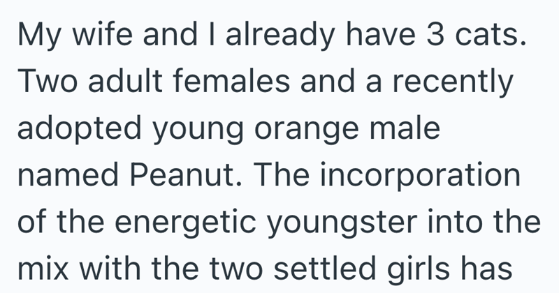 My wife and I already have 3 cats. Two adult females and a recently adopted young orange male named Peanut. The incorporation of the energetic youngster into the mix with the two settled girls has
