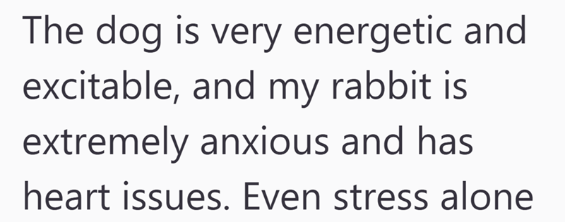 The dog is very energetic and excitable, and my rabbit is extremely anxious and has heart issues. Even stress alone