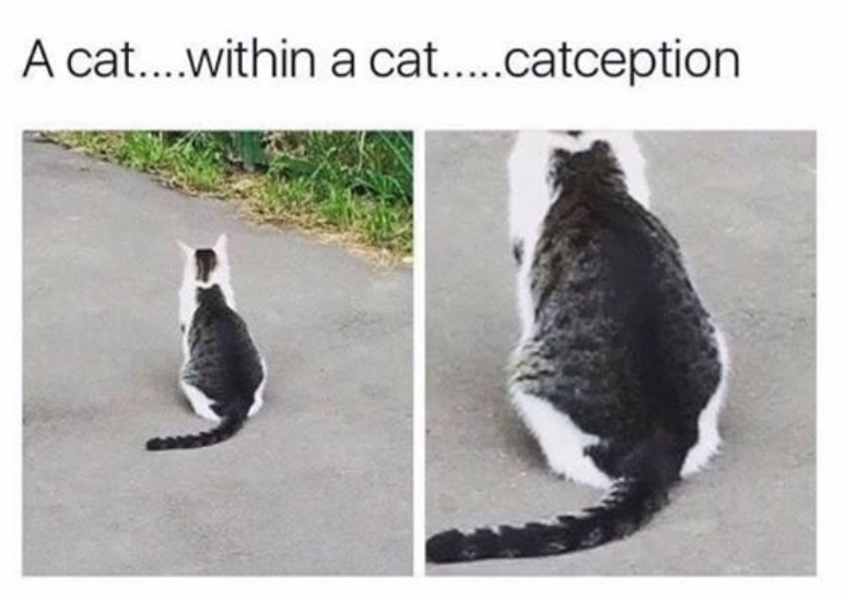 A cat....within a cat.....catception