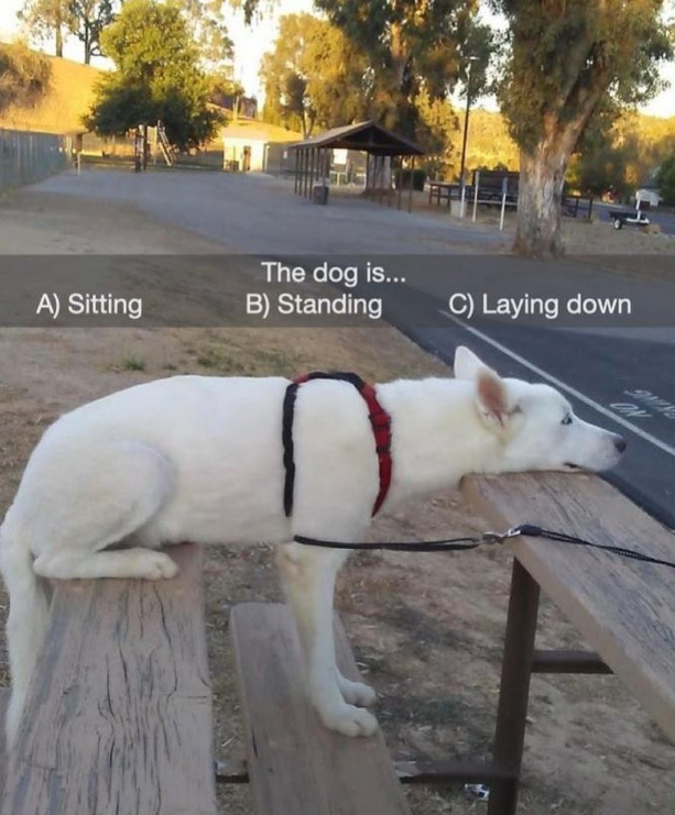 A) Sitting The dog is... B) Standing C) Laying down