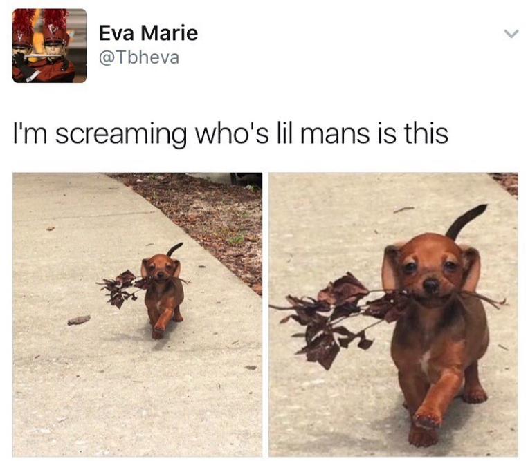Eva Marie @Tbheva I'm screaming who's lil mans is this