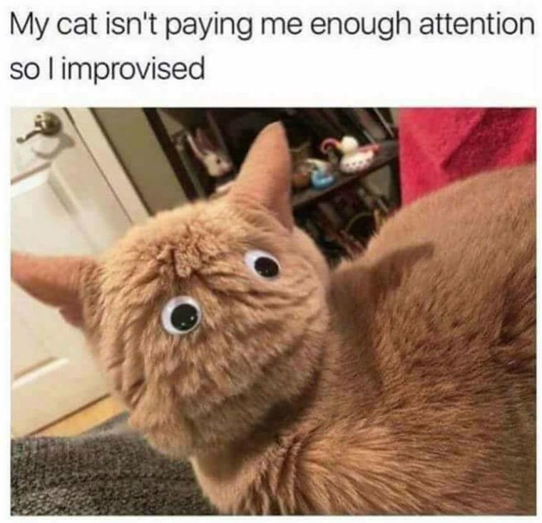 My cat isn't paying me enough attention so I improvised
