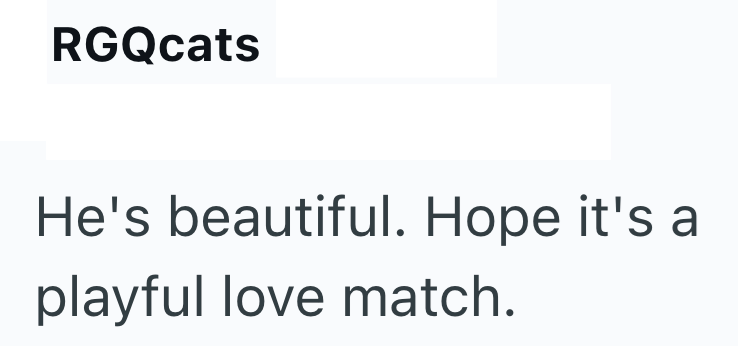RGQcats He's beautiful. Hope it's a playful love match.