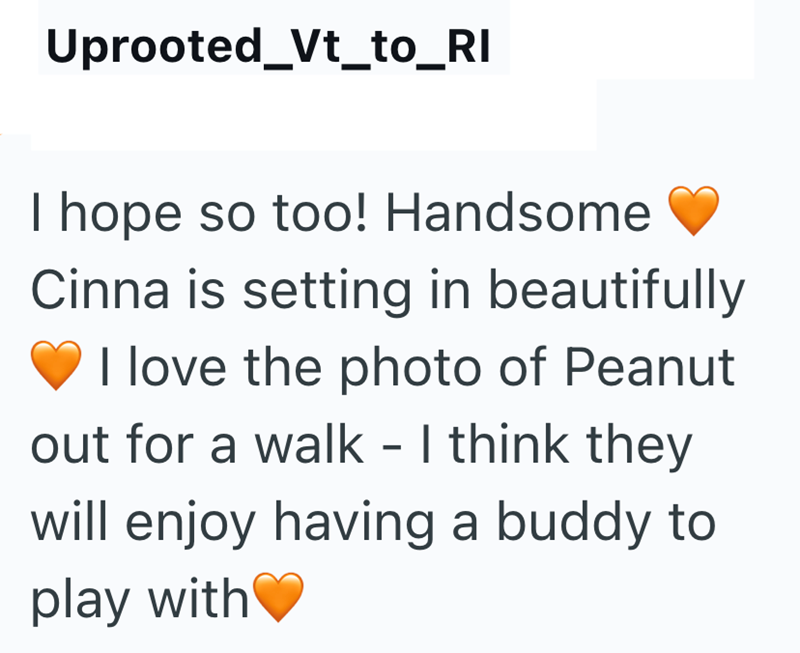 Uprooted_Vt_to_RI I hope so too! Handsome Cinna is setting in beautifully I love the photo of Peanut out for a walk - I think they will enjoy having a buddy to play with