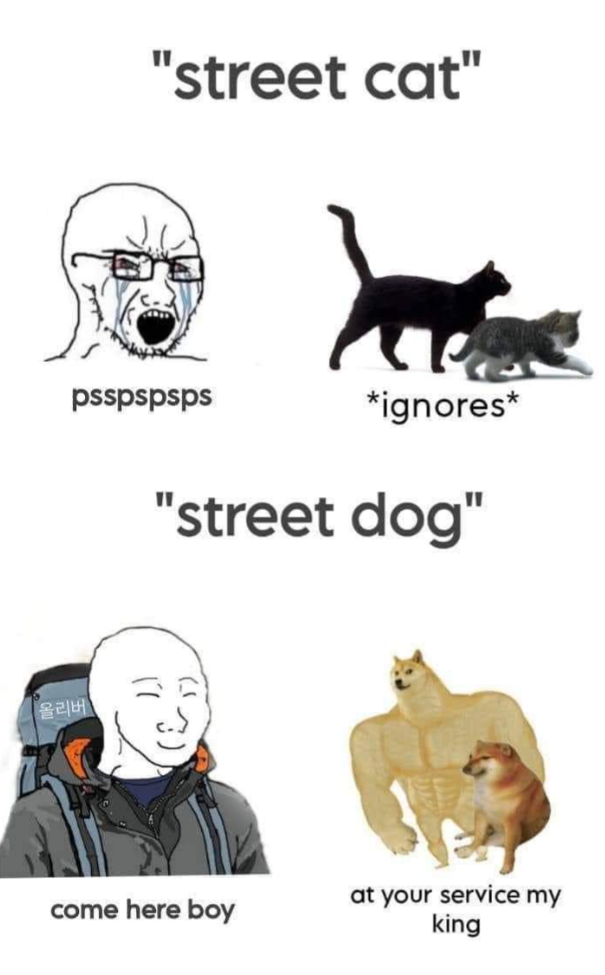 올리버 "street cat" psspspsps *ignores* "street dog" come here boy at your service my king