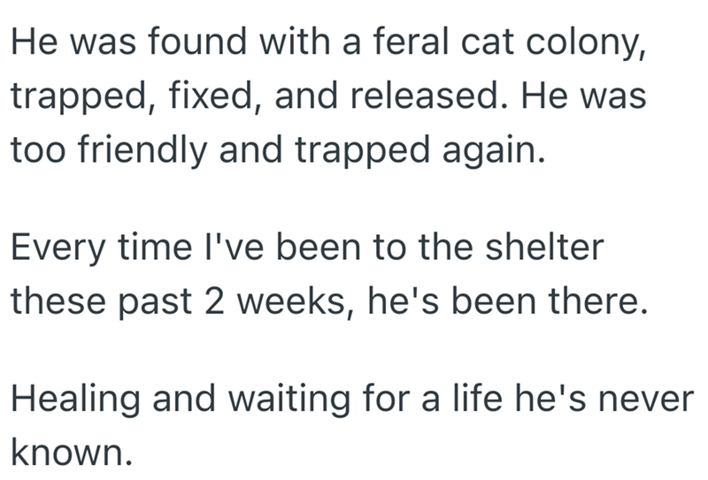 He was found with a feral cat colony, trapped, fixed, and released. He was too friendly and trapped again. Every time I've been to the shelter these past 2 weeks, he's been there. Healing and waiting for a life he's never known.