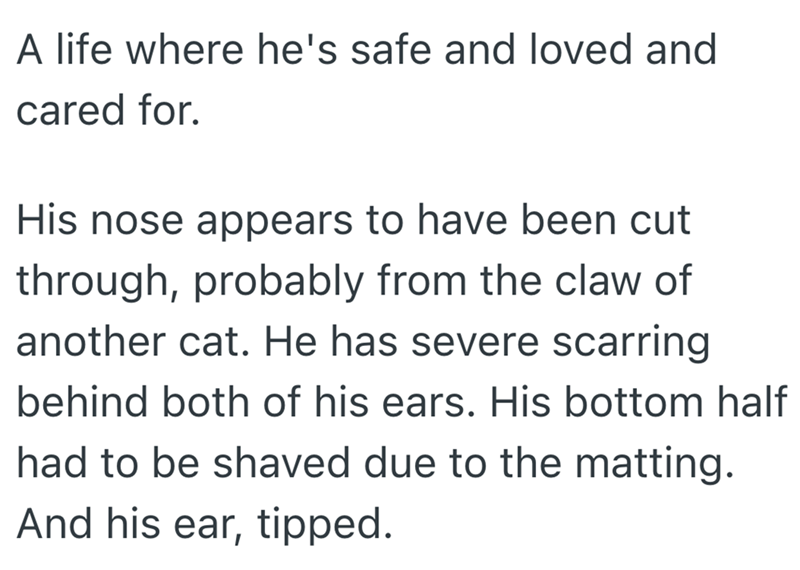 A life where he's safe and loved and cared for. His nose appears to have been cut through, probably from the claw of another cat. He has severe scarring behind both of his ears. His bottom half had to be shaved due to the matting. And his ear, tipped.