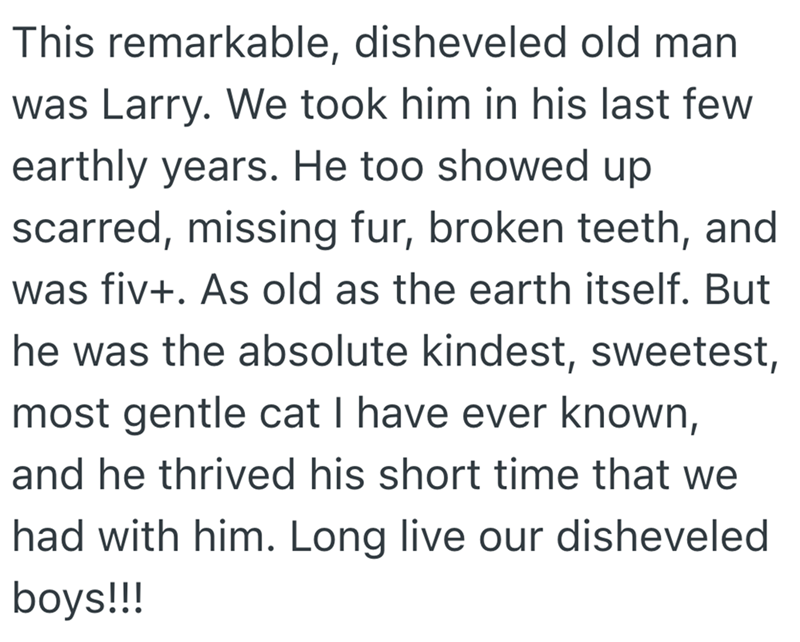 This remarkable, disheveled old man was Larry. We took him in his last few earthly years. He too showed up scarred, missing fur, broken teeth, and was fiv+. As old as the earth itself. But he was the absolute kindest, sweetest, most gentle cat I have ever known, and he thrived his short time that we had with him. Long live our disheveled boys!!!