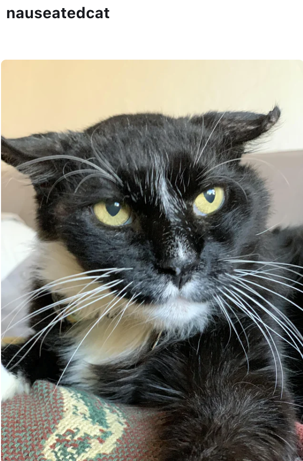 nauseatedcat
