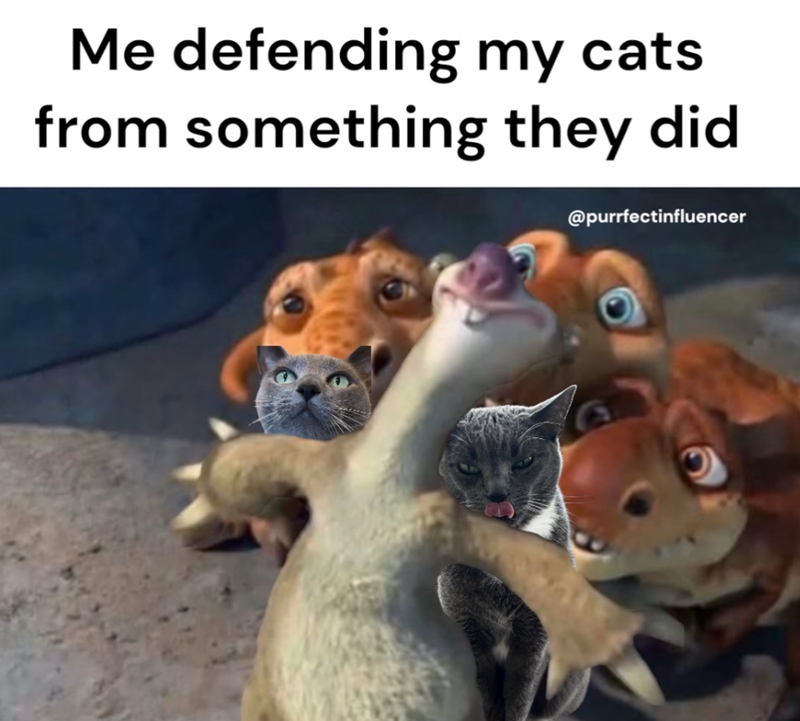 Me defending my cats from something they did @purrfectinfluencer