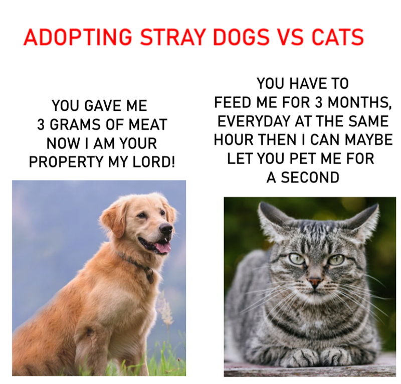 ADOPTING STRAY DOGS VS CATS YOU GAVE ME 3 GRAMS OF MEAT NOW I AM YOUR PROPERTY MY LORD! YOU HAVE TO FEED ME FOR 3 MONTHS, EVERYDAY AT THE SAME HOUR THEN I CAN MAYBE LET YOU PET ME FOR A SECOND