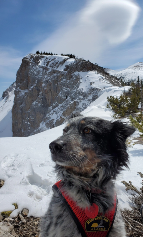HOW LING ALASKA DOG